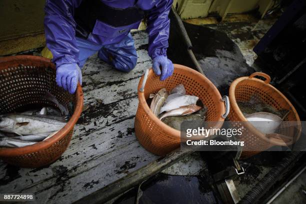 An apprentice fisherman separates freshly caught fish including whiting, gurnard, brill and haddock aboard the Harvest Reaper fishing trawler...