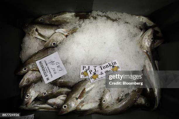 Crate of haddock caught by the W. Stevenson & Sons Ltd. Fishing vessel sit prior to the early morning auction at Newlyn harbor in Newlyn, U.K., on...