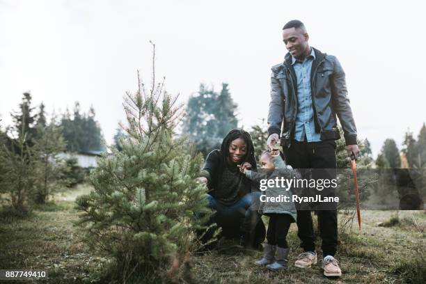young family selecting christmas tree - christmas tree farm stock pictures, royalty-free photos & images