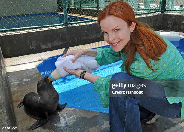 In this handout picture from SeaWorld San Diego, Desperate Housewives star Marcia Cross bottle feeds a rescued California sea lion pup at SeaWorld...