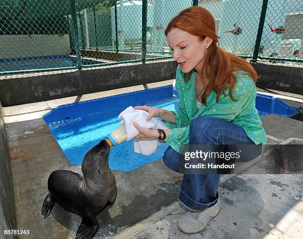 In this handout picture from SeaWorld San Diego, Desperate Housewives star Marcia Cross bottle feeds a rescued California sea lion pup at SeaWorld...