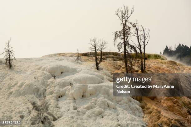 trees that died at mammoth hot springs - thermophile stockfoto's en -beelden