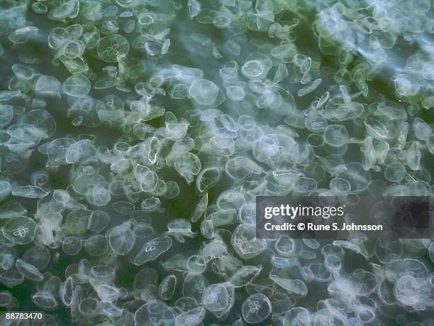 jellyfish - german north sea region stock pictures, royalty-free photos & images
