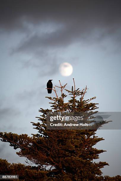 black bird on fir tree with full moon.  - an evening with andrew bird stock pictures, royalty-free photos & images
