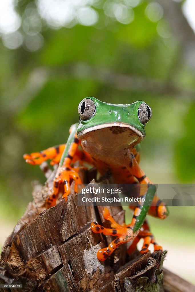 Tiger striped leaf frog