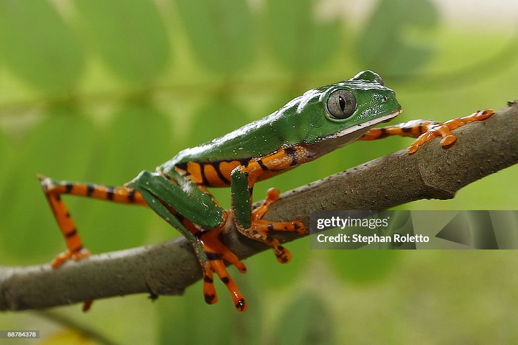 Tiger striped leaf frog