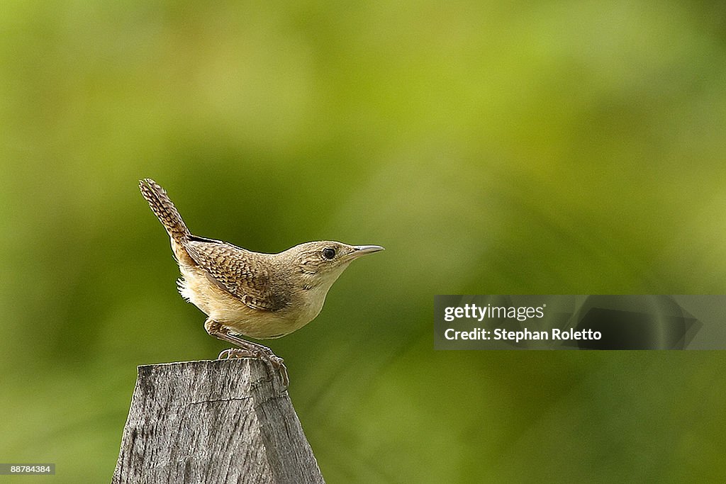 Bird, focus on background