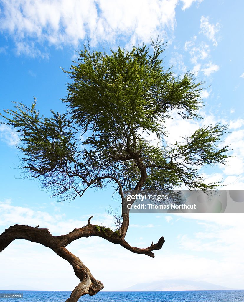 Kiawe tree, Maui