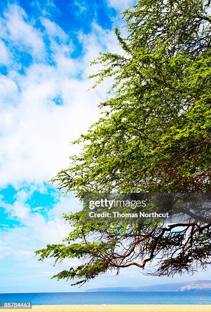 kiawe tree on makena beach, maui - makena beach stock pictures, royalty-free photos & images