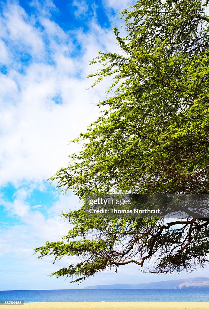 Kiawe tree on Makena beach, Maui