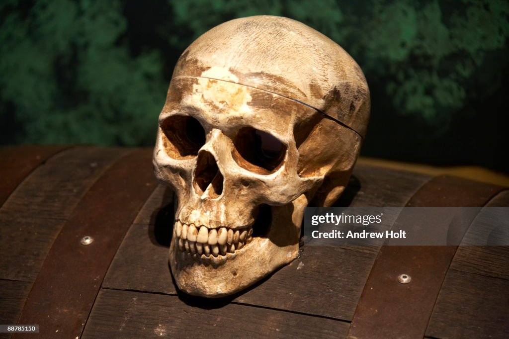 Replica Human Skull