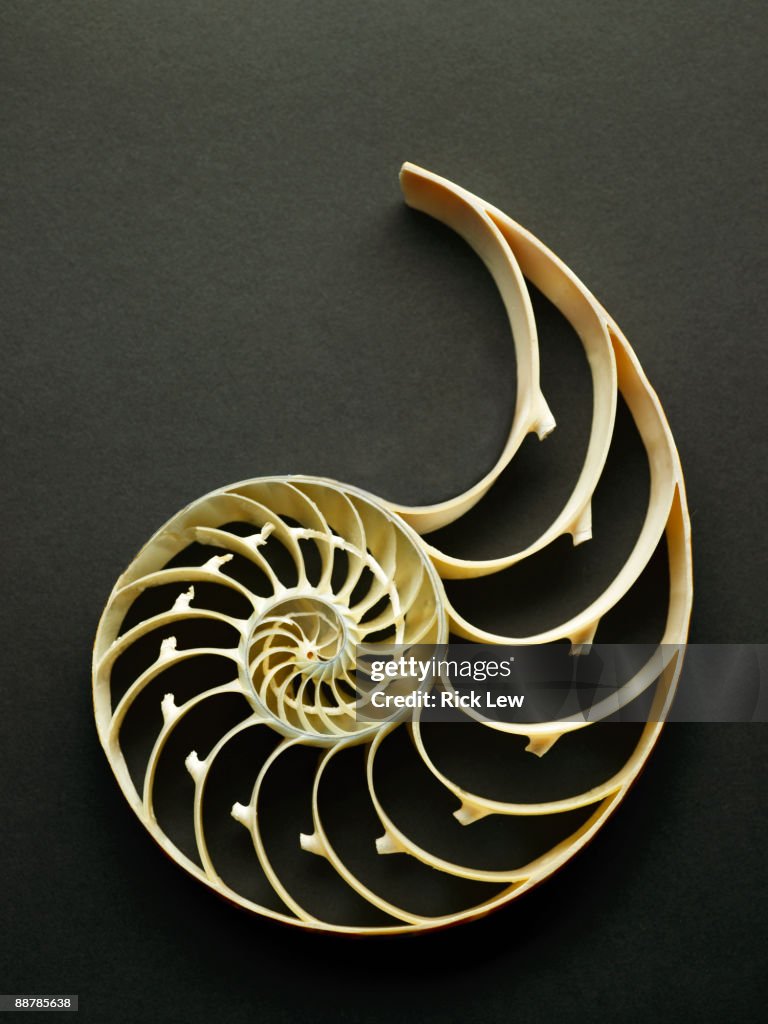 Large Shell Skeleton On A Black Surface High-Res Stock Photo - Getty Images