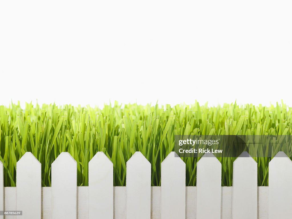 Wheatgrass growing over white picket fence