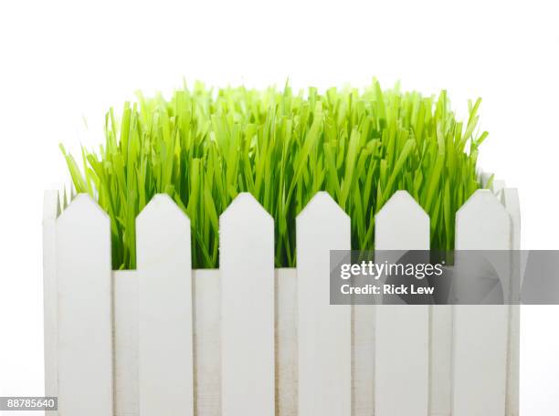 wheatgrass in white picket fence - tuinhek stockfoto's en -beelden