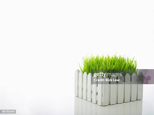 wheatgrass with white picket fence - white picket gate stock pictures, royalty-free photos & images