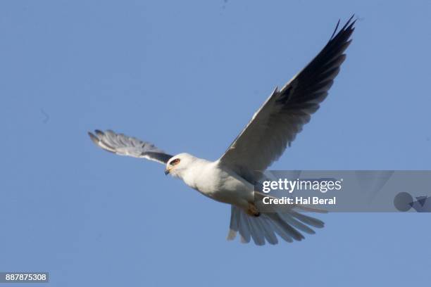 white-tailed kite flying - white tailed kite stock pictures, royalty-free photos & images