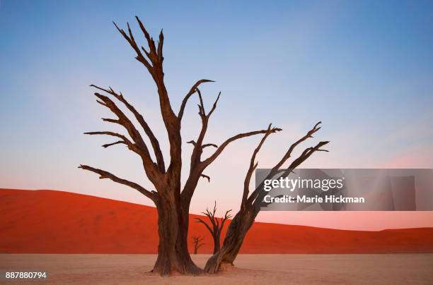 400 year old petrified trees in deadvlei, namibia - namib naukluft national park fotografías e imágenes de stock