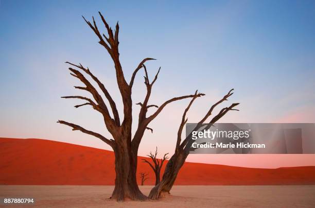 400 year old petrified trees in deadvlei, namibia - bare tree stock pictures, royalty-free photos & images