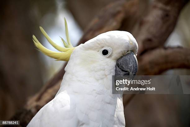 cockatoo bird with yellow feathers - cacatúa fotografías e imágenes de stock