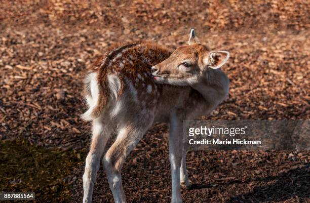 baby deer or fawn licking or grooming its' coat of fur at sunset. - marie hickman stock-fotos und bilder