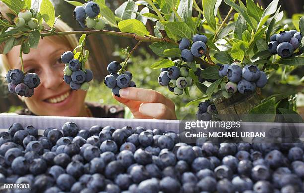 Seasonal worker picks blueberries on June 28, 2009 at a farm in Klaistow, eastern Germany, where blueberries are cultivated on an area of 55...