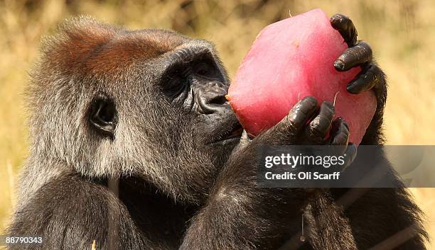 Effie, a female Western Lowland Gorilla cools down with a fruit flavoured ice block in her enclosure in London Zoo on July 2, 2009 in London,...