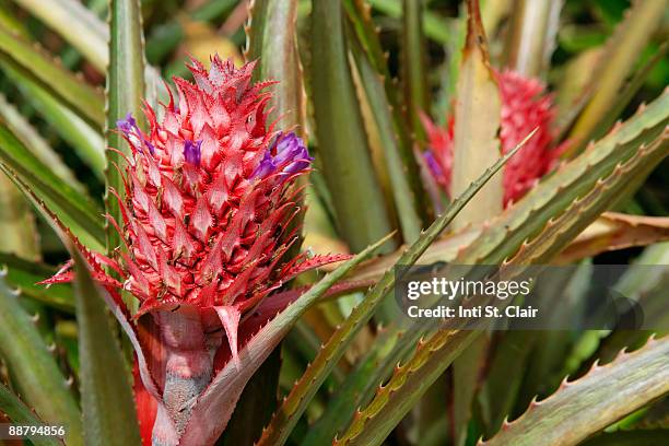 flowering pineapple plant, oahu, hi, usa - c100 stock pictures, royalty-free photos & images