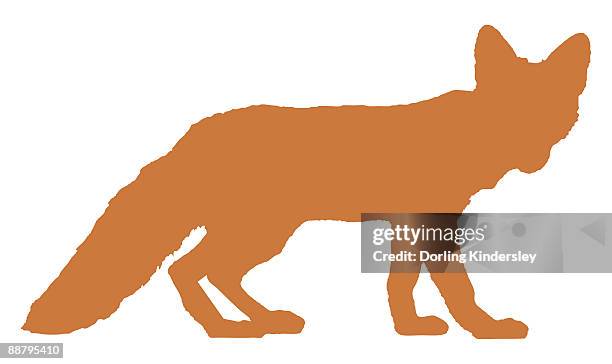 digital illustration of red fox (vulpes vulpes) - red fox stock illustrations