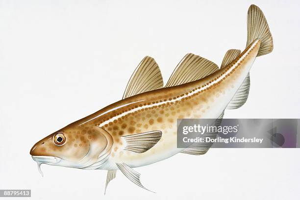 digital illustration of pacific cod (gadus macrocephalus) - pacific cod stock illustrations