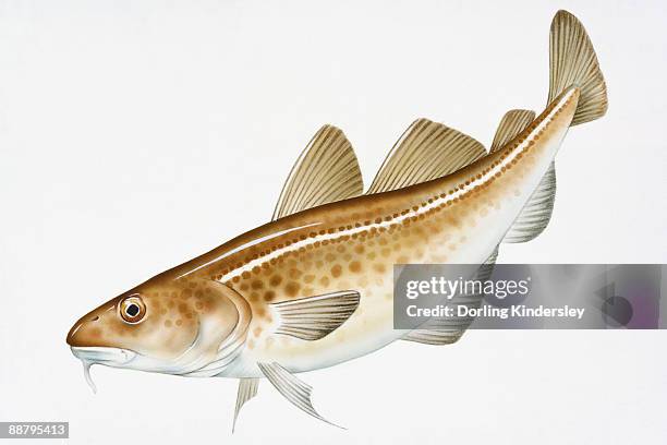 92 Pacific Cod Stock Photos, High-Res Pictures, and Images - Getty Images