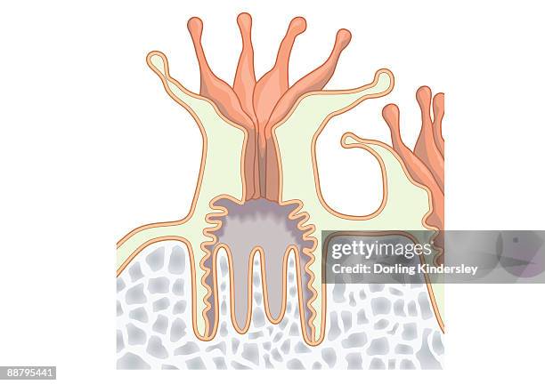 bildbanksillustrationer, clip art samt tecknat material och ikoner med digital illustration of coral polyp showing nutrients diffused through gastrodermis into tissue, and single digestive opening used as mouth and anus.  - koralldjur nässeldjur