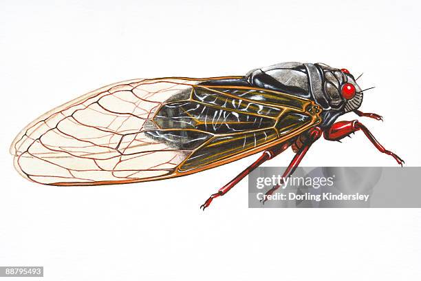 125 Ilustraciones De Cigarra Getty Images 125 Ilustraciones De Cigarra Getty Images