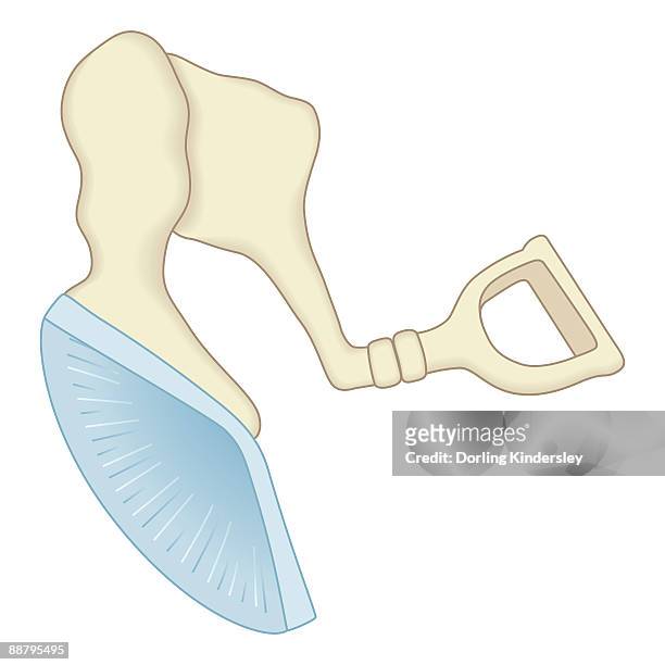 digital illustration of mammal middle ear showing malleus, incus, and stapes - steigbügel stock-grafiken, -clipart, -cartoons und -symbole