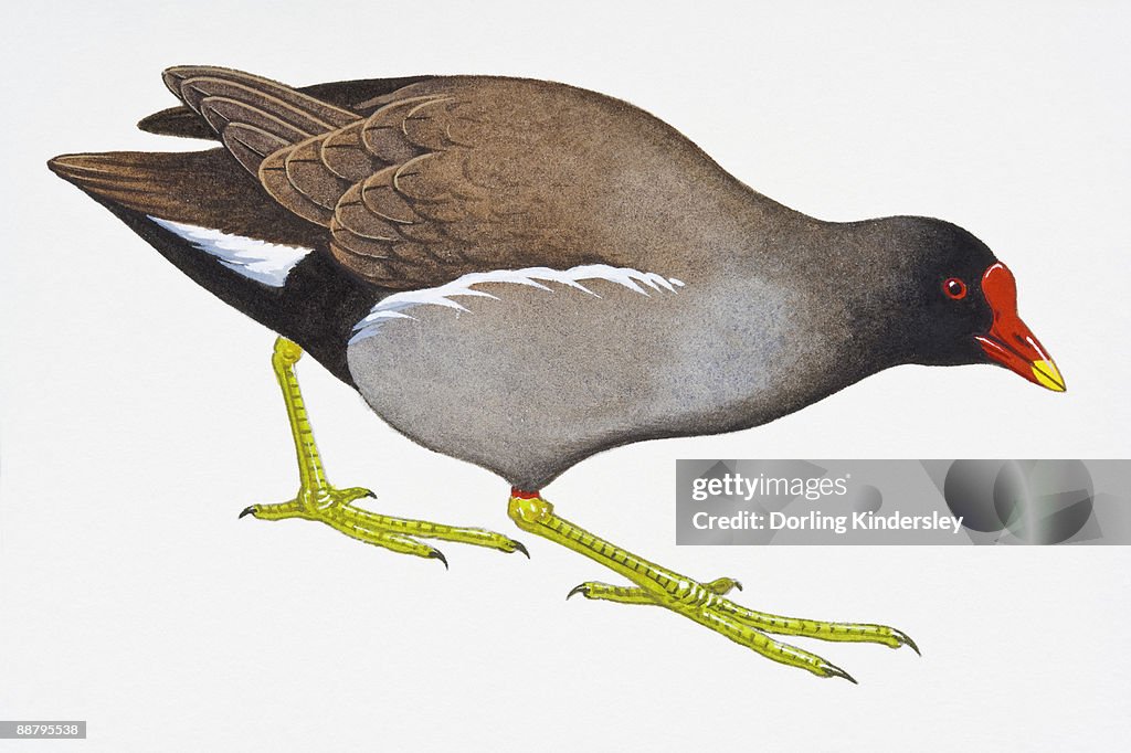 Digital illustration of Common Moorhen (Gallinula chloropus)