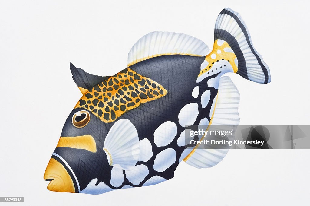 Digital illustration of Clown Triggerfish (Balistoides conspicillum), showing unique colouration