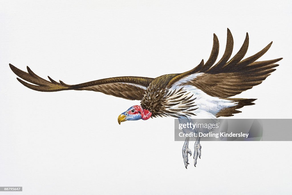 Digital illustration of Lappet-Faced (Torgos tracheliotos, landing with spread wings and extended legs