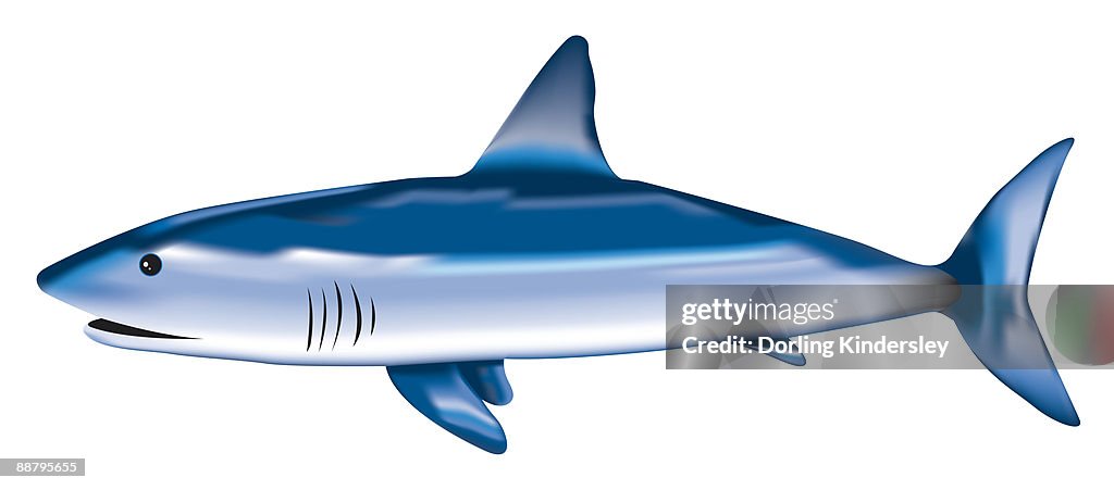 Digital illustration of Blue Shark (Prionace glauca)