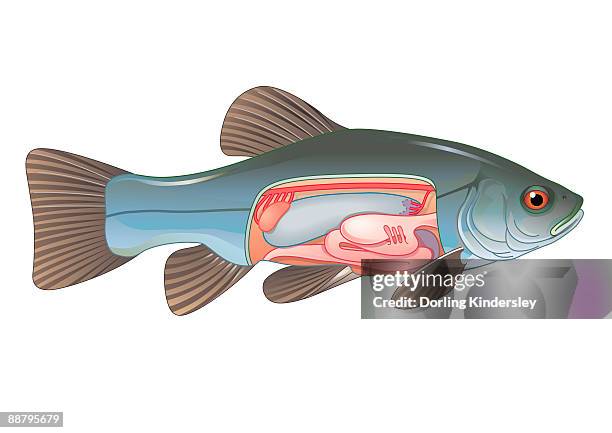 Gas Bladder In Fish 662 Anatomy Fish Stock Photos, High-Res Pictures, and Images - Getty Images