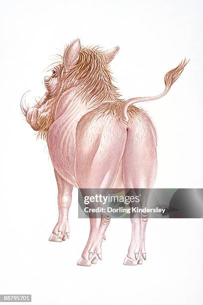 digital illustration of back of warthog (phacochoerus africanus), rear view - pigs tail stock illustrations