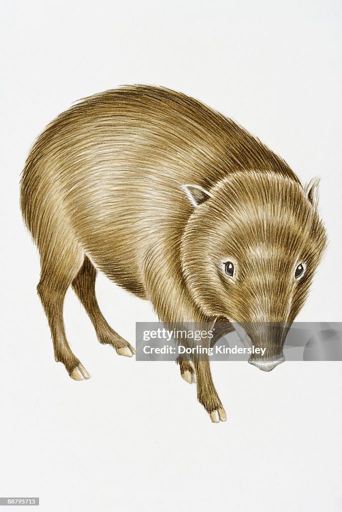Digital illustration of White-Lipped Peccary (Tayassu pecari), found in Central and South America