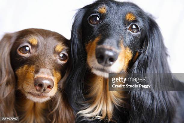 close-up of two dachshunds - long haired dachshund fotografías e imágenes de stock