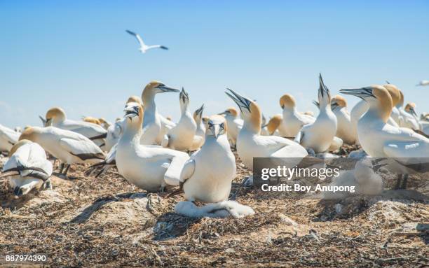 the australian gannet birds colony at cape kidnappers in hawke's bay region of new zealand. - cape kidnappers gannet colony stock pictures, royalty-free photos & images