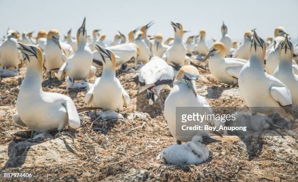 the australian gannet birds colony at cape kidnappers in hawke's bay region of new zealand. - cape kidnappers gannet colony stock pictures, royalty-free photos & images