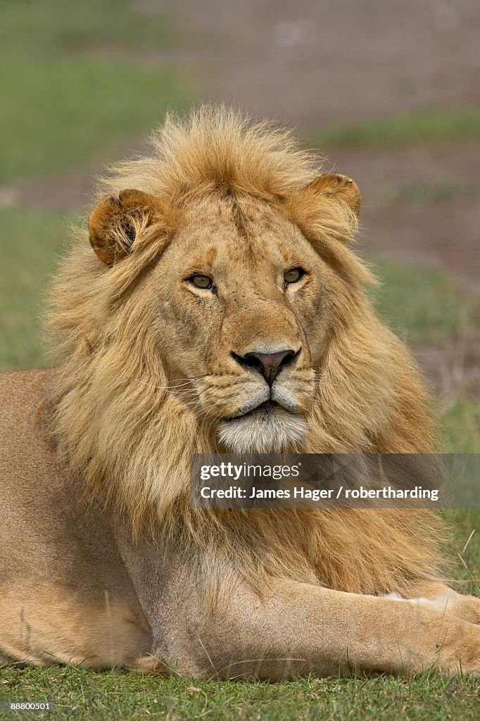 Lion (Panthera leo), Serengeti National Park, Tanzania, East Africa, Africa