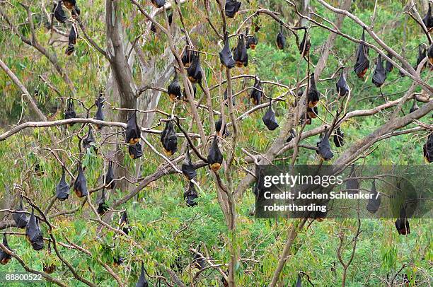 flying foxes resting in tree, yarra bend park, melbourne, victoria, australia, pacific - eigentliche flughunde gattung stock-fotos und bilder