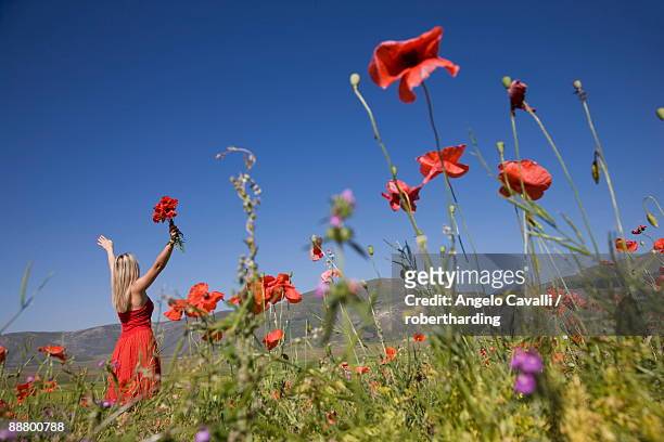 woman in poppy field, castelluccio di norcia, norcia, umbria, italy, europe - stehmohn stock-fotos und bilder