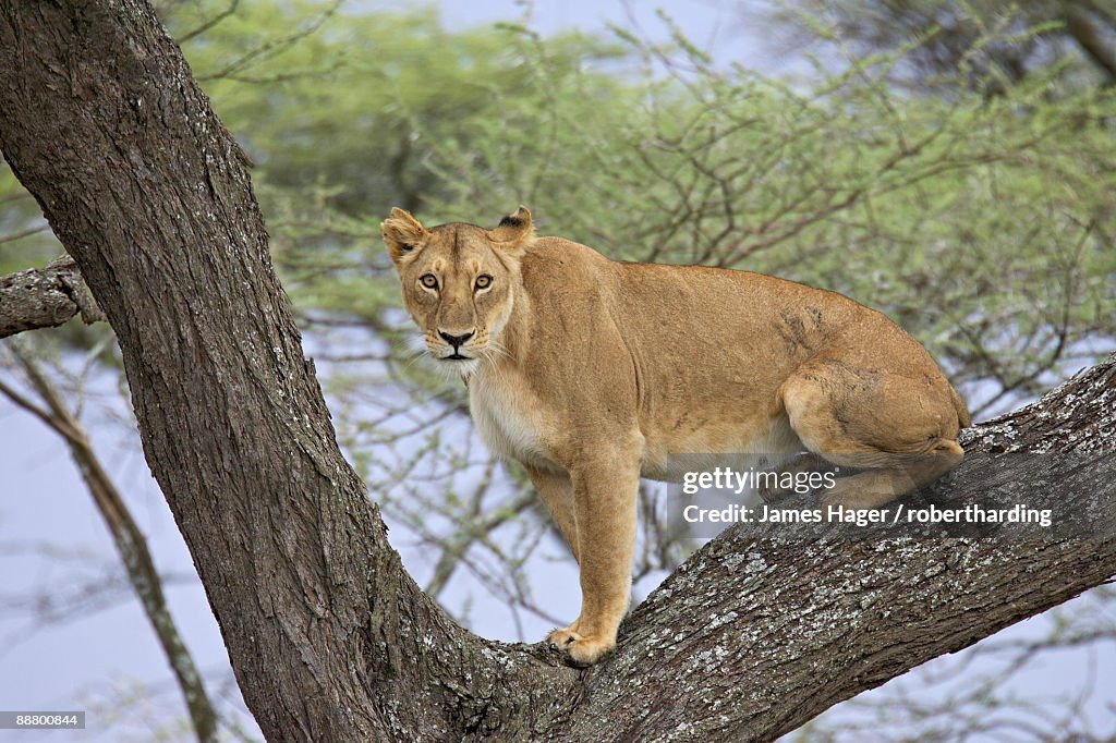 Female lion (lioness) (Panthera leo) up a tree, Serengeti National Park, Tanzania, East Africa, Africa