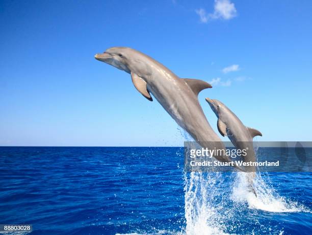 bottlenose dolphins - animal jump stock pictures, royalty-free photos & images