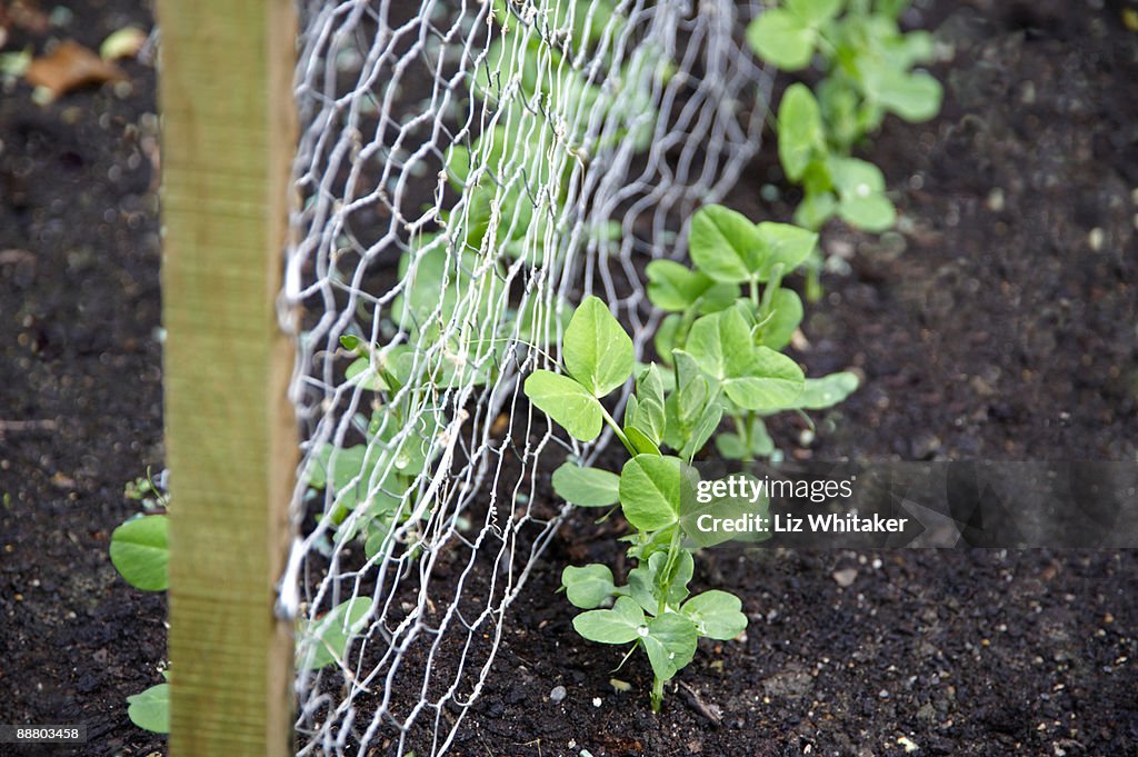 Pea seedlings emerging, close-up