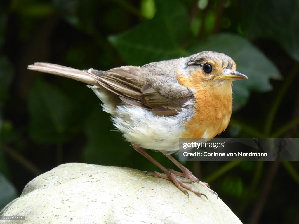 European Robin in Annual Feather Molt - Erithacus rubecula